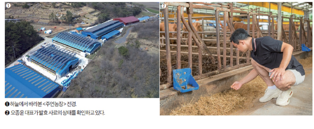 한국인의밥상-보령-한우-오종윤-주연농장-