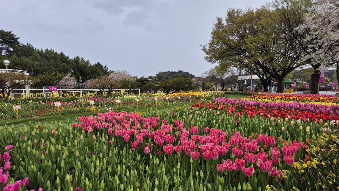 태안 튤립축제