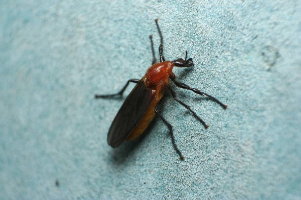 러브버그 퇴치방법