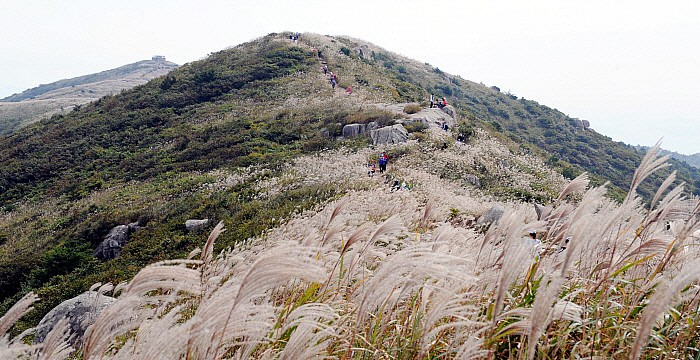 천관산 억새제