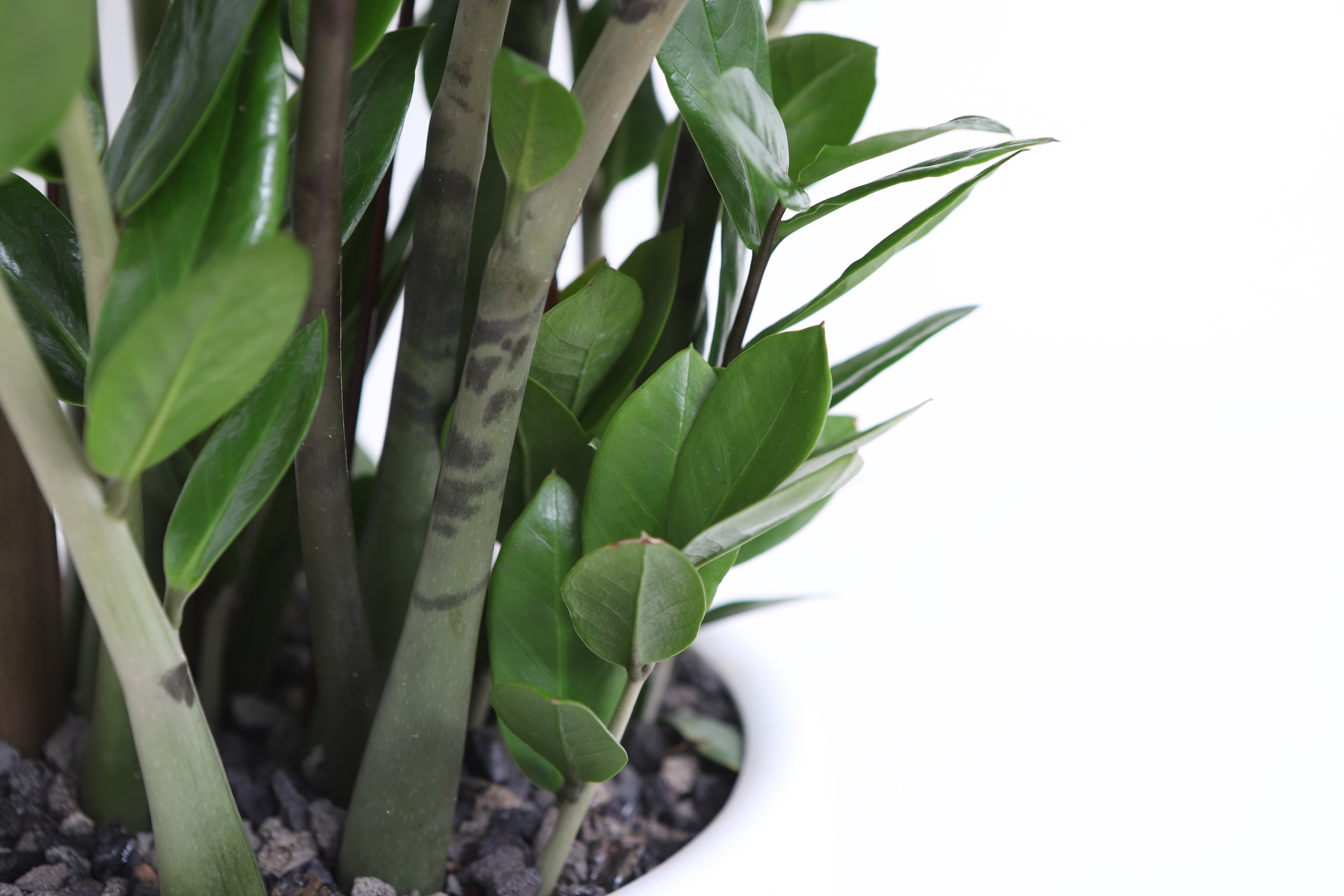 어스플랜트에서 판매하고 있는 공기정화식물 금전수 확대 상세 이미지 입니다.