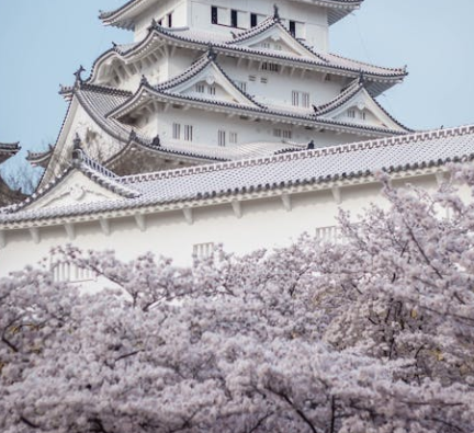 오사카 벚꽃 개화시기 2025