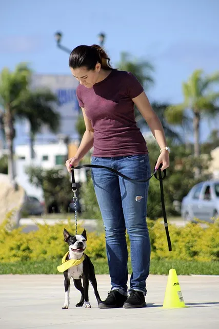 보스턴 테리어 애교만점 강아지 특징_5