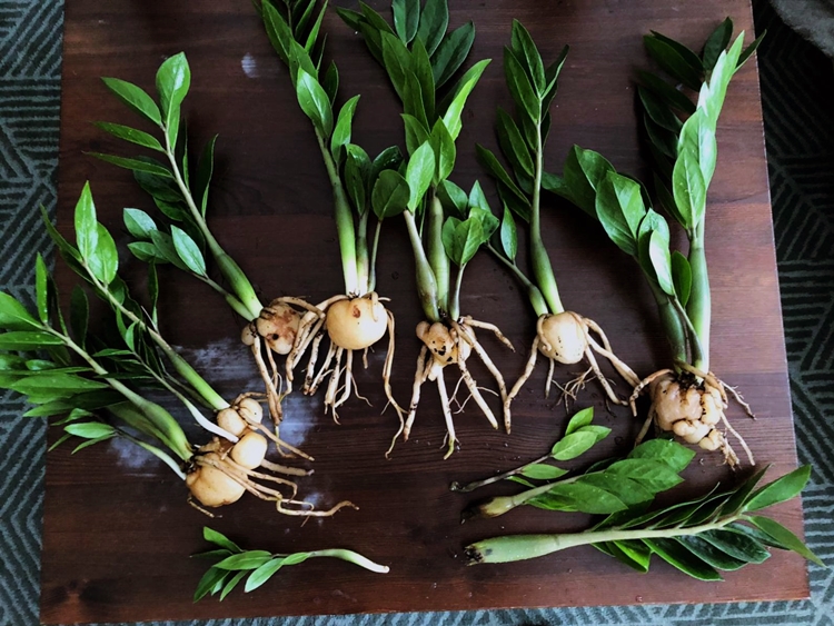 금전수의 땅속줄기