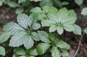 돌외잎 효능, 부작용, 먹는 법 알아보기