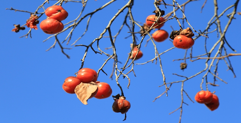 감나무에 열려있는 감