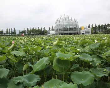 무안 연꽃축제_6