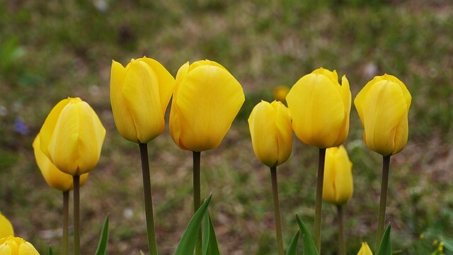 고양국제꽃박람회 2025! 일산 호수공원 개막일·입장료·주차 총정리