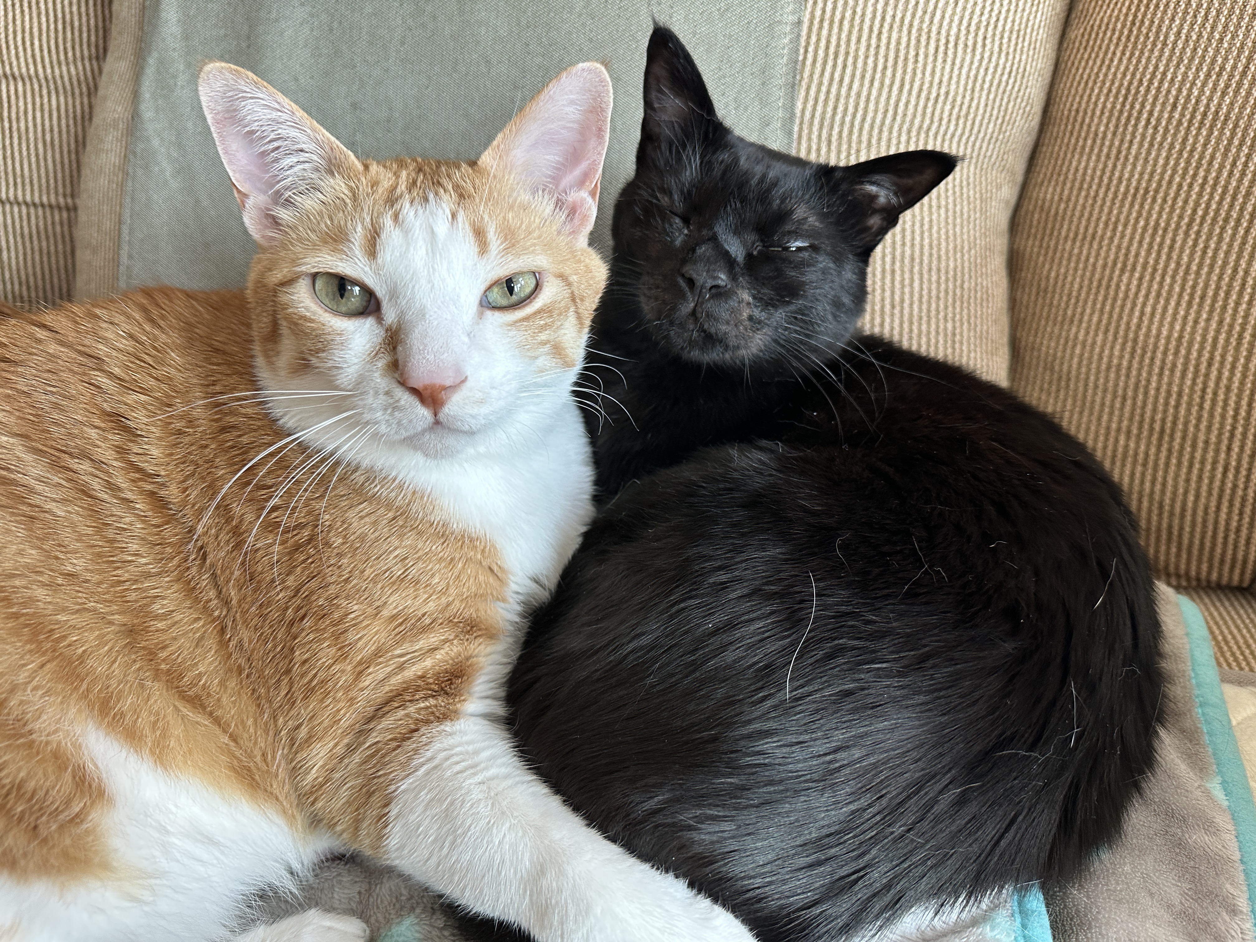 보면 마음이 따뜻해지는 다정한 냥냥이들 (feat.형아도 가끔은 동생한테 안길수 있지)