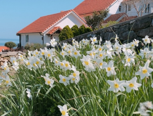 전국수선화명소