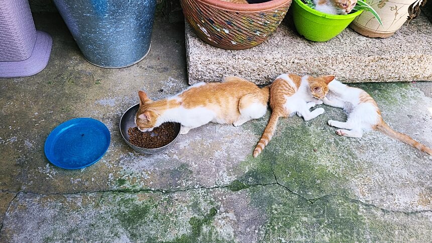 이당-비스트로-마당-고양이