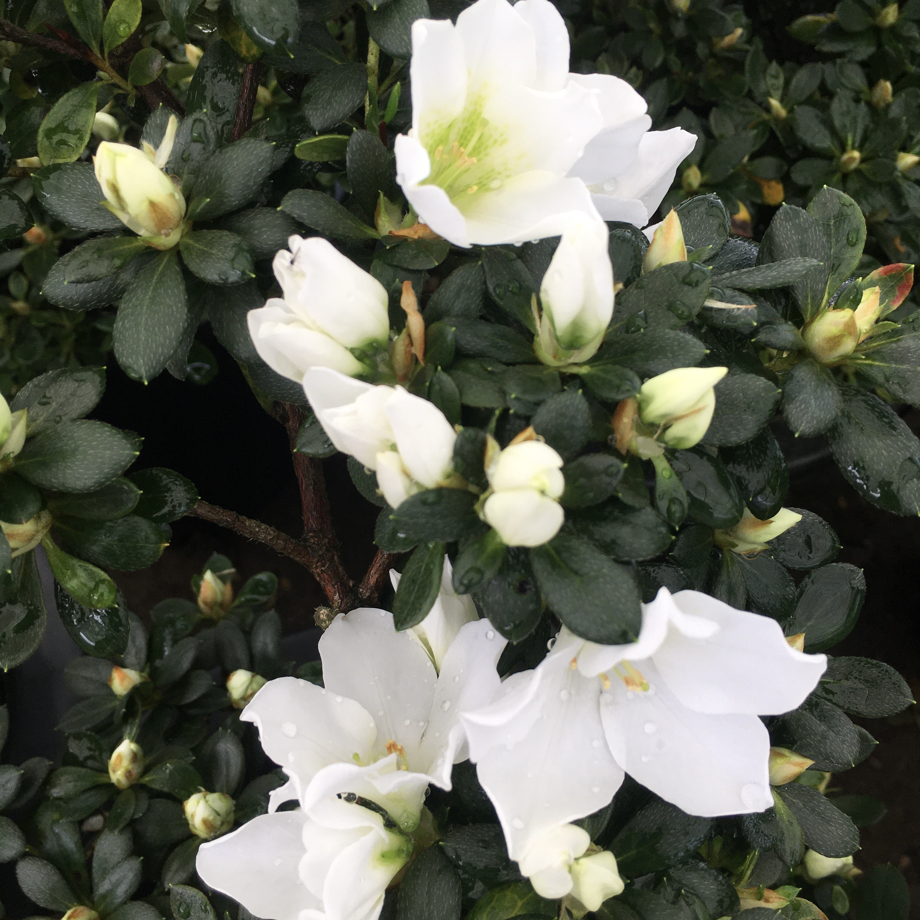 1월 추천 식물 (겨울에 관리하기 쉬운 식물)