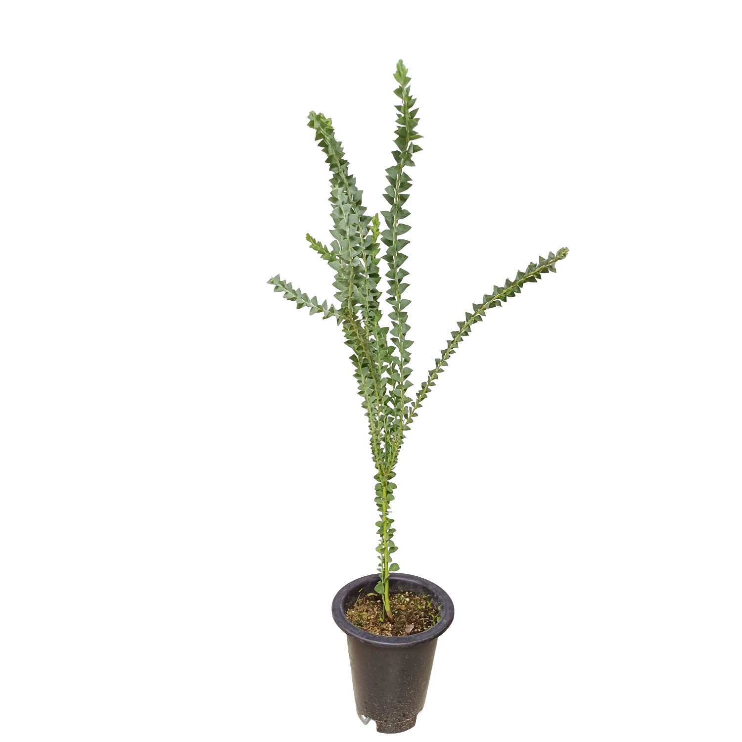 삼각잎 아카시아 키우기