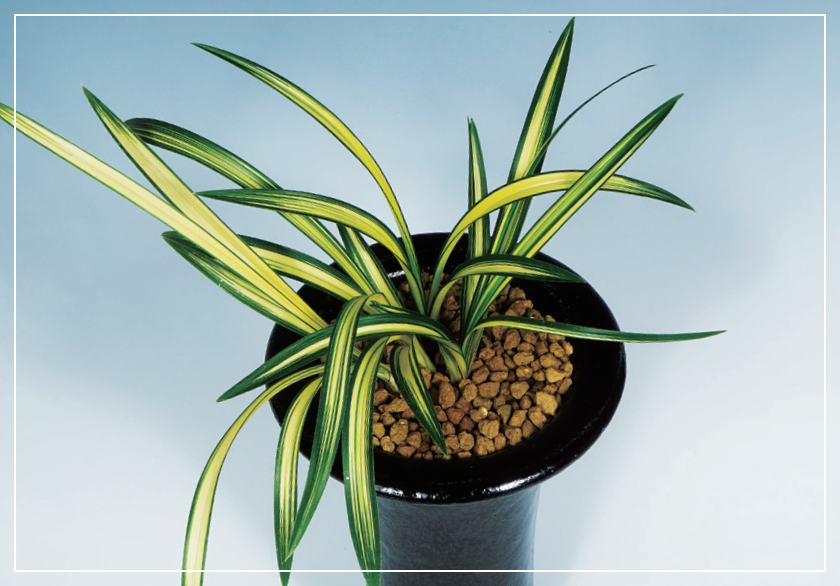 중투호 『진주수』