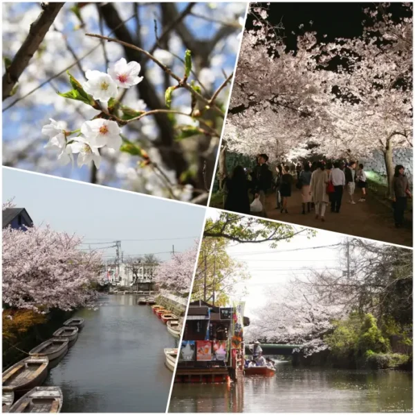 2024 일본벚꽃 개화시기 만개 예상일 : 오사카, 후쿠오카, 나고야 여행코스
