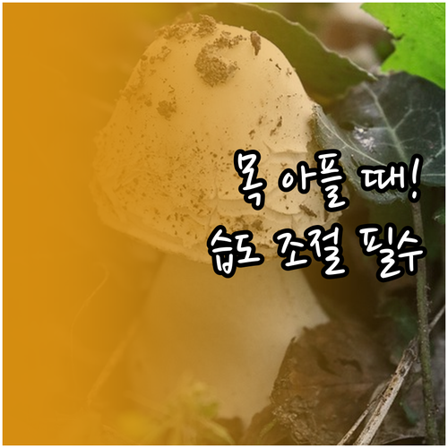 환절기 인후통 예방을 위한 실내 습도..