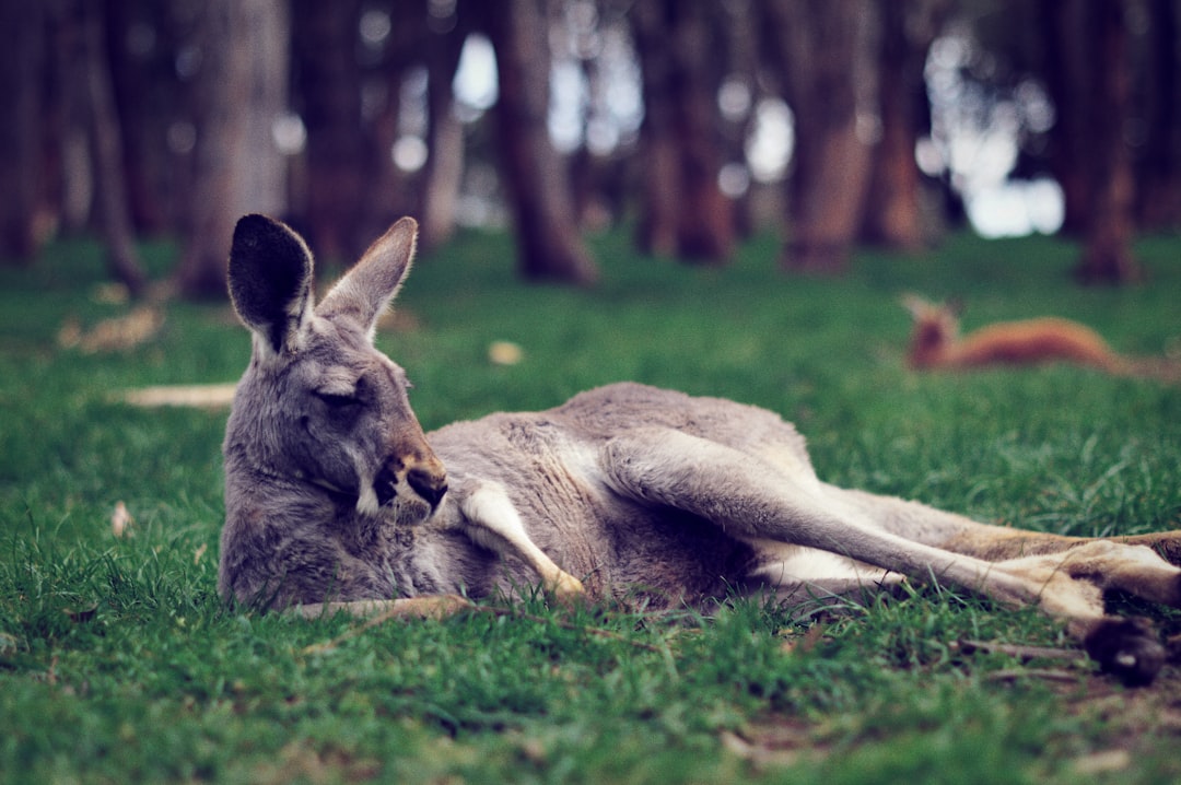 Kangaroo