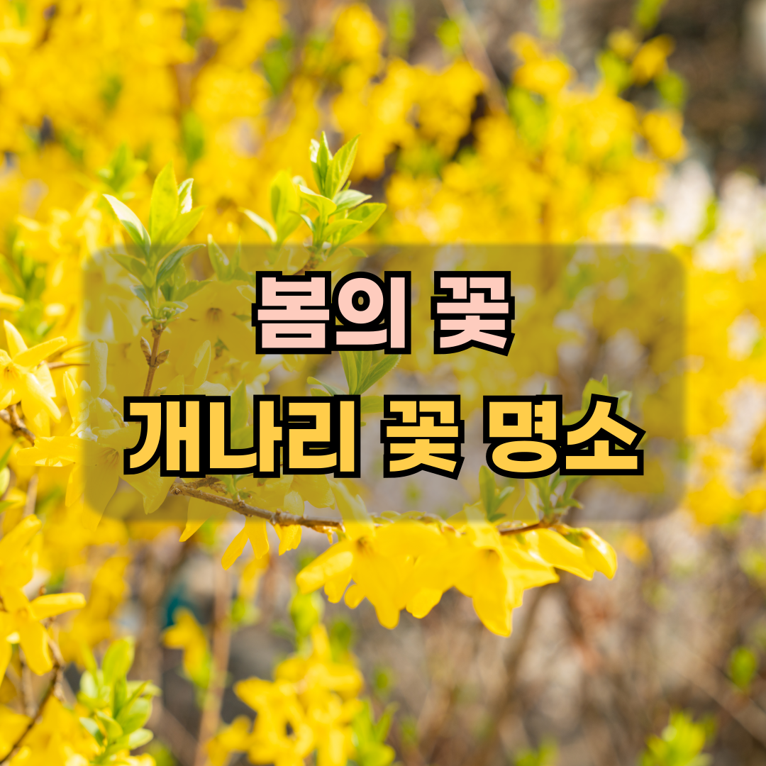 개나리꽃명소
