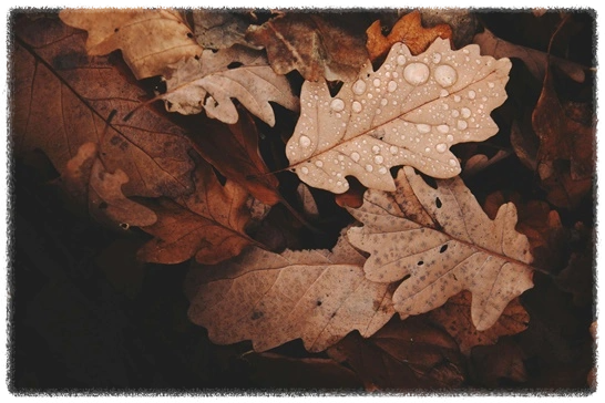 낙엽이-물에-젖은-사진