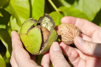 호두 효능 및 영양소, 주의점