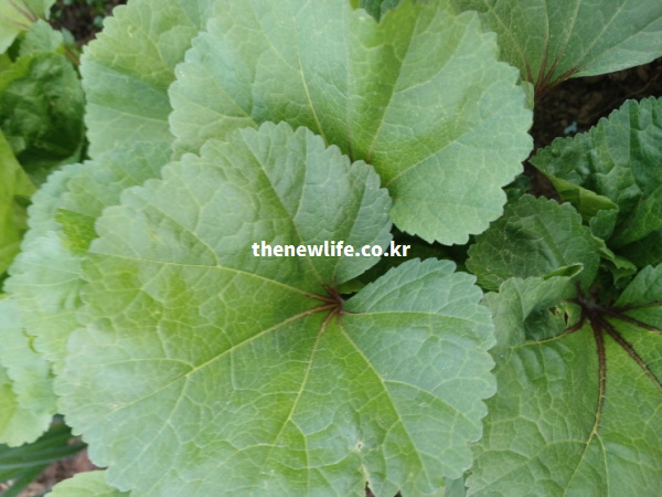 눈의 노화를 막는 항산화 성분을 가득 머금은 진한 녹색의 아욱 잎맥을 근접 촬영한 고화질 실물 사진