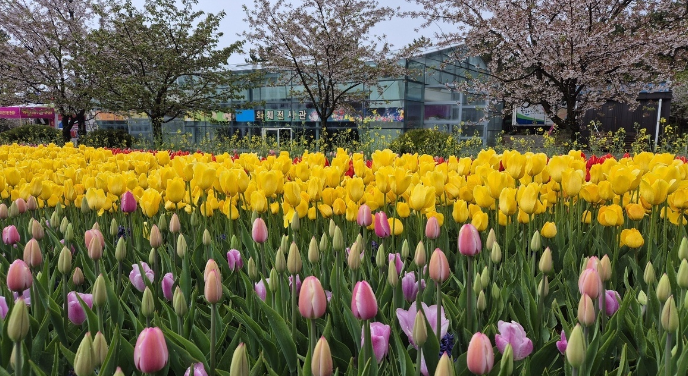 태안 튤립축제
