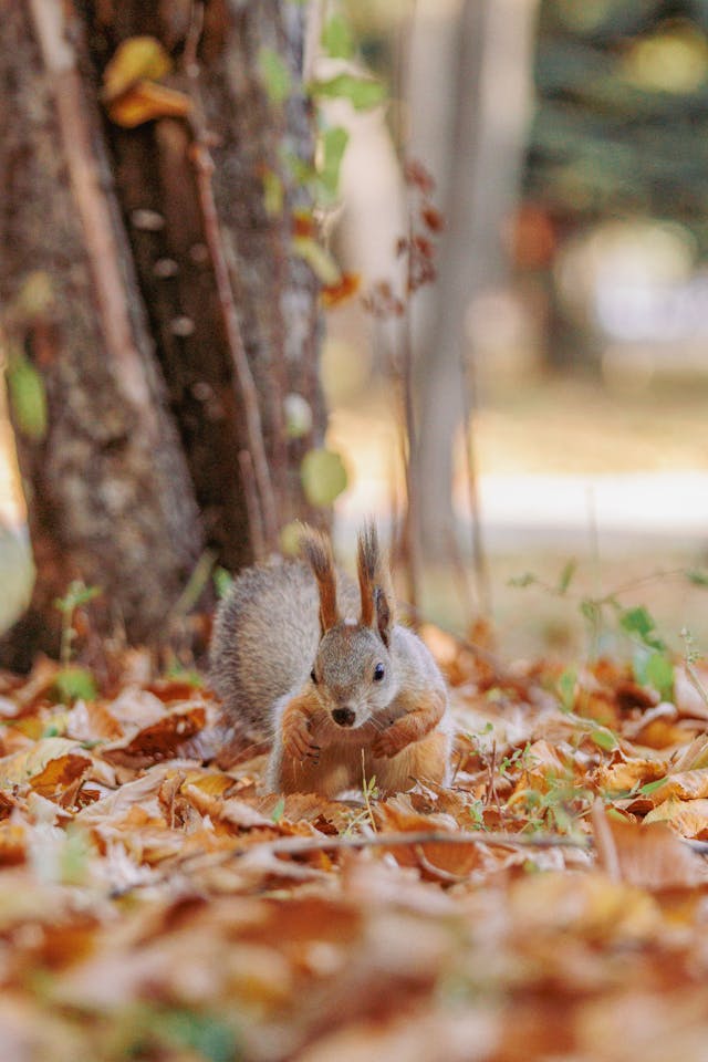 강원도 단풍 여행 코스 추천