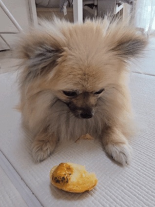 강아지 수제간식 계란빵 먹는 모습