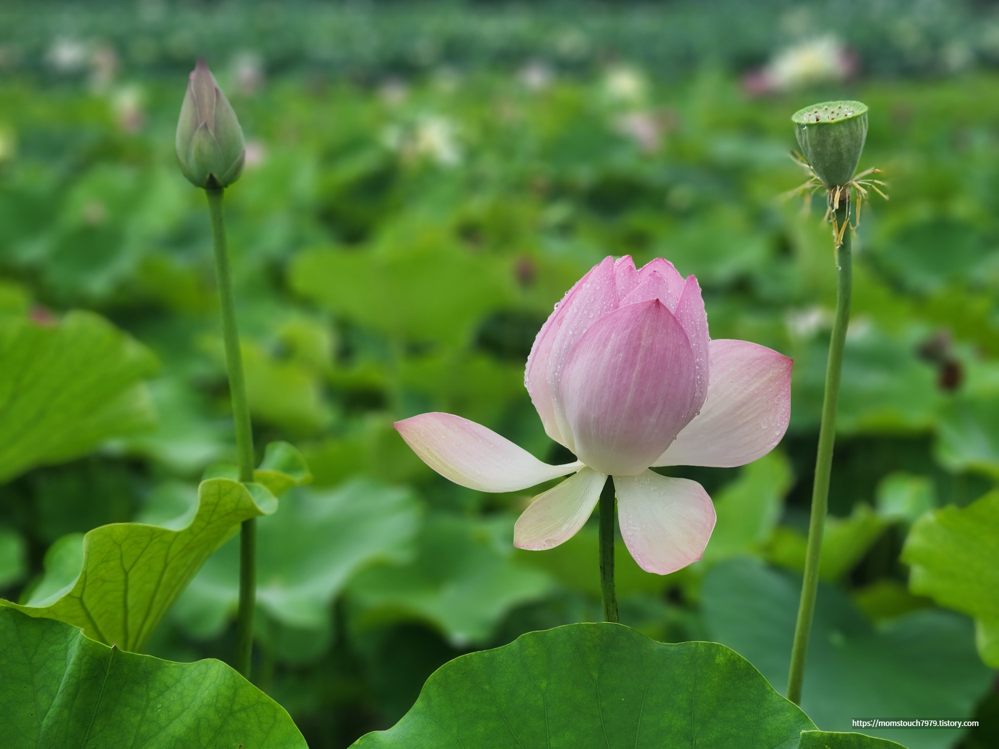 경주 연꽃 동궁과 월지