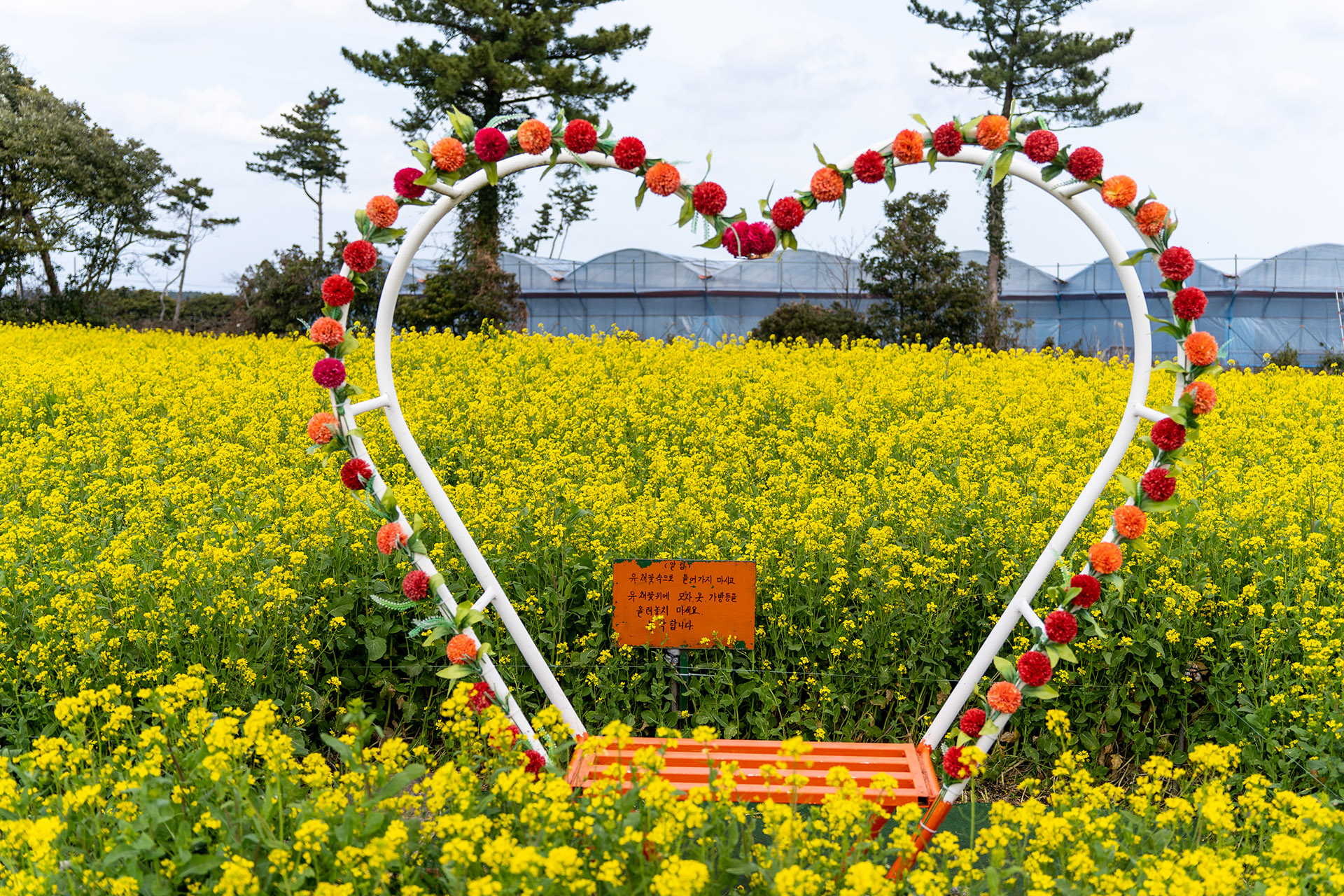 짱구네 유채꽃밭