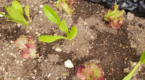 상추에-물을준-모습