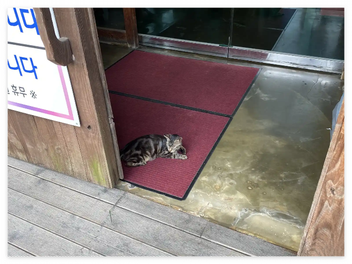 김포돈가스-반려묘