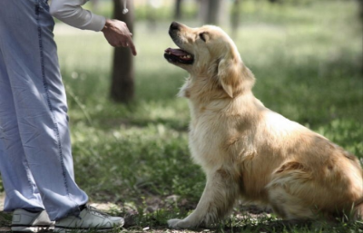 주인의 지시에 따라 앉아있는 강아지