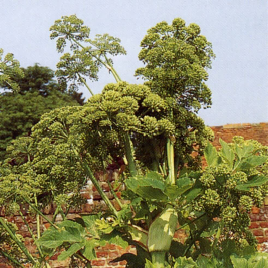 안젤리카 꽃사진