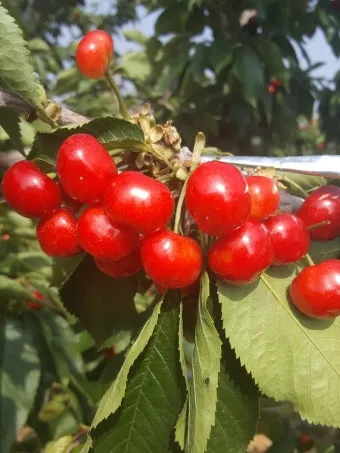 체리나무 재배법 건강한 과일 나무 키우기_22