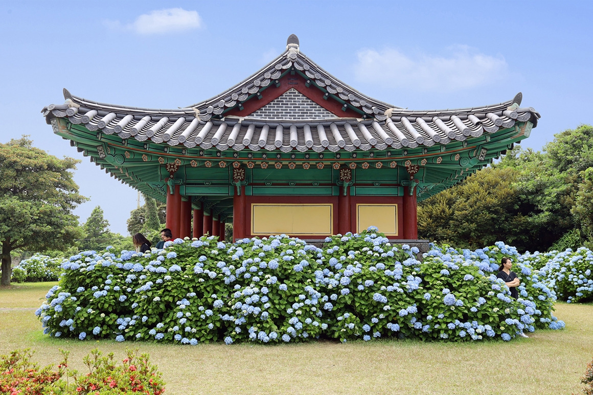 제주 혼인지 수국 명소 총정리! 개화시기부터 인생샷 포인트까지