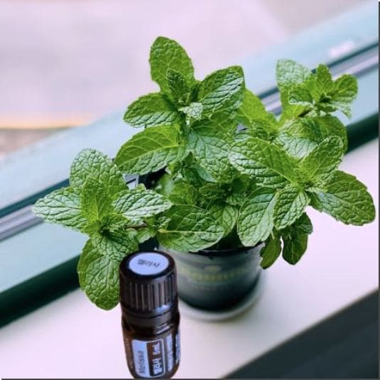 멜리사 오일 효능 및 활성 성분 활용법과 주의점