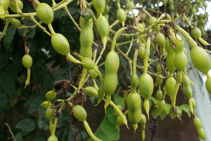 회화나무열매효능4