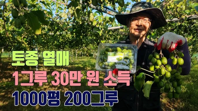 다래 재배 수분수 배치 덩굴 유인 겨울 보호_3