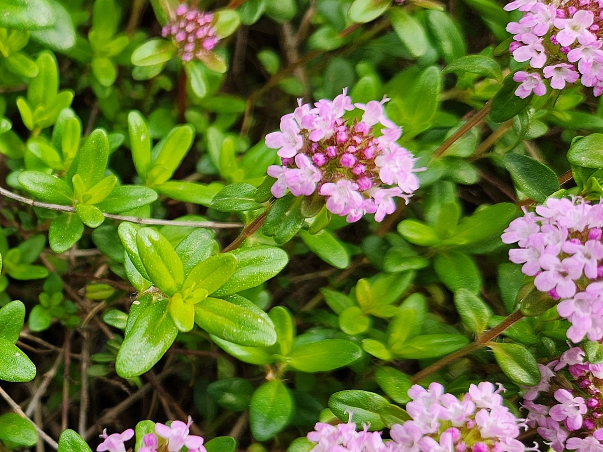 백리향