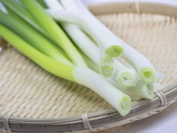 대파 항산화 작용