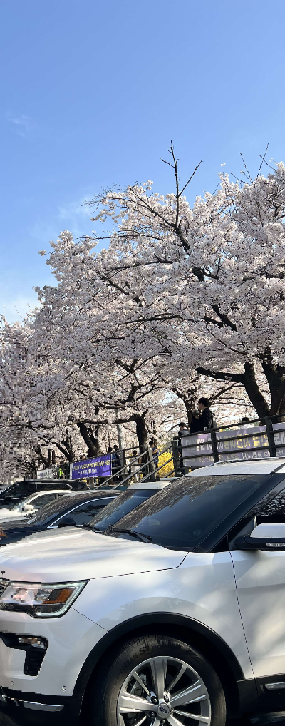 충훈부 벚꽃축제 안양 가볼만한 곳 주차장소 2023 일정