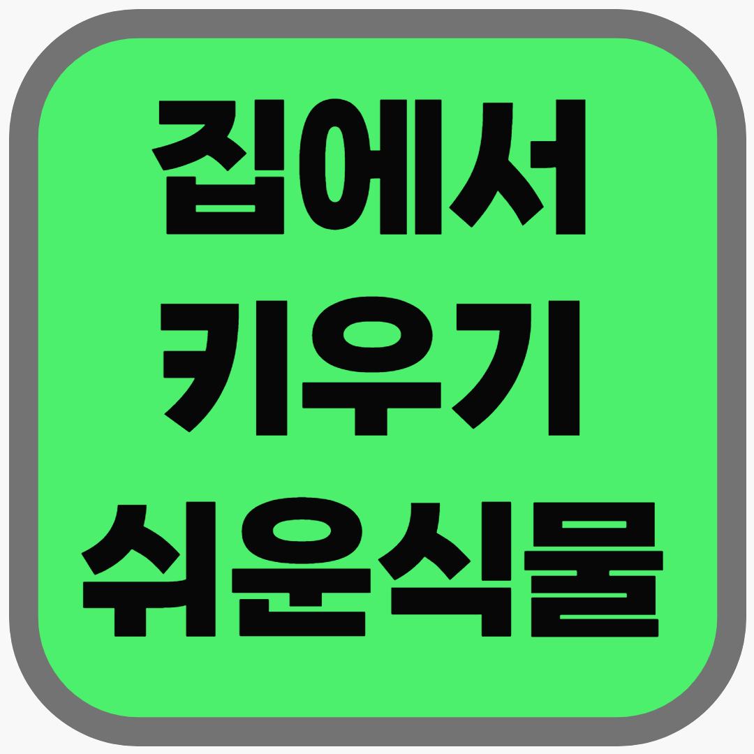 집에서 키우기 쉬운 식물 모음&amp;#44; 물만 줘도 잘 커요!