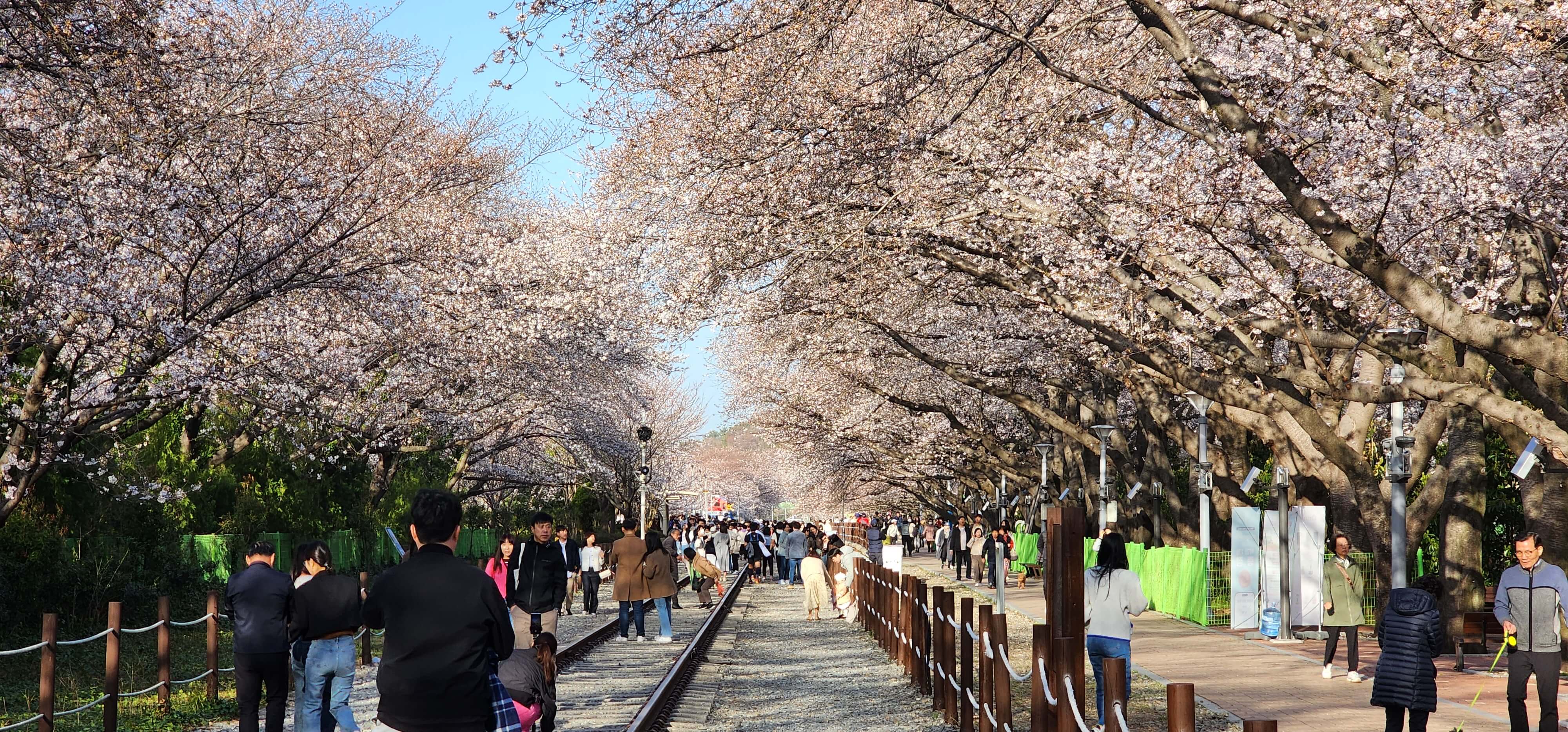 진해군항제벚꽃축제 주차장및행사일정6