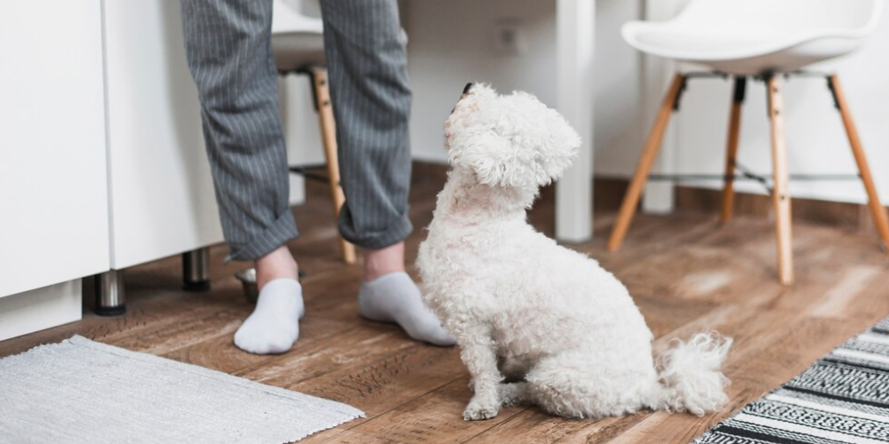 실버푸들 성격 특징 키우기 털빠짐 주의사항 총정리