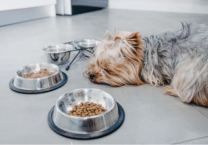 개가 밥을 먹지 않는다.