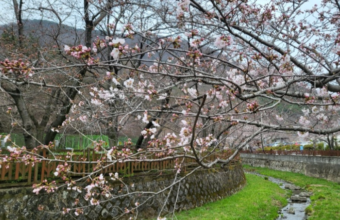 진해 여좌천 벚꽃길