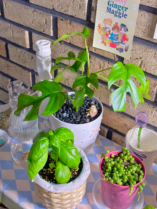 히메 몬스테라 잘 키우기