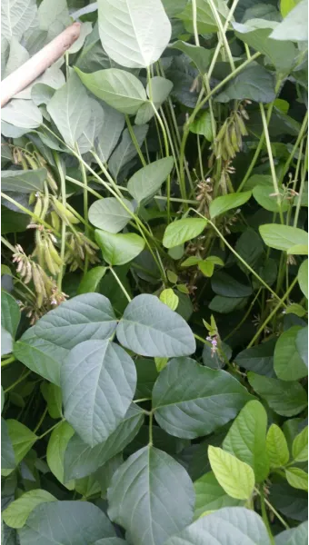 콩 재배 파종 깊이 잡초 억제 멀칭 가뭄 대비_11