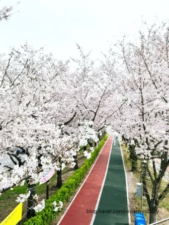 부산 벚꽃 명소 추천 숨겨진 뷰포인트_11